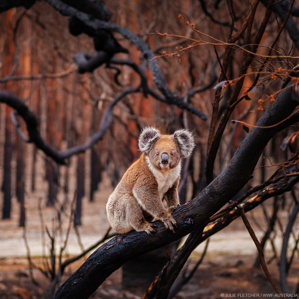 Il drammatico calo della biodiversità globale nel Living del Wwf